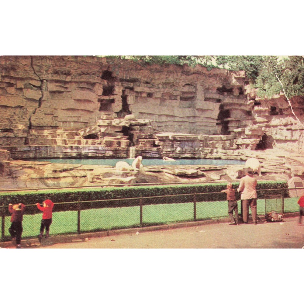 Vintage 1951 Detroit Zoo Polar Bear Exhibit Postcard Royal Oak Michigan P1506 - Picture 1 of 2